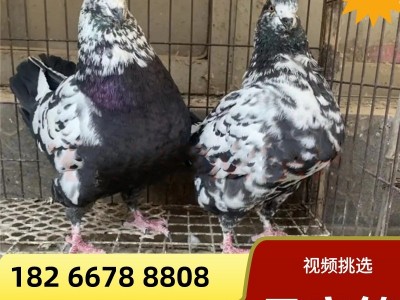 特大鸽一对活体雪花元宝鸽青年鸽种鸽养殖场成年5斤公斤鸽观赏鸽图4
