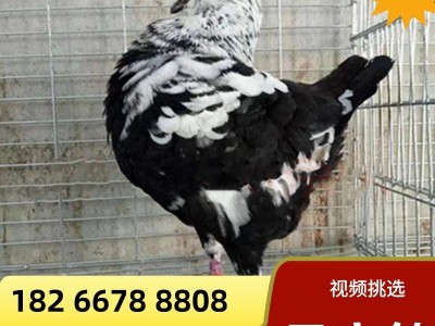 特大鸽一对活体雪花元宝鸽青年鸽种鸽养殖场成年5斤公斤鸽观赏鸽图3