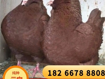 正宗元宝鸽养殖场特大鸽一对白色巨型鸽大体型肉鸽种鸽巨型元宝鸽图2