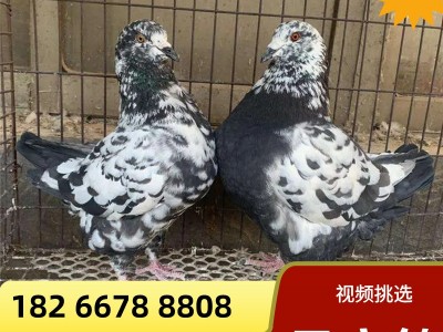 正宗元宝鸽养殖场特大鸽一对白色巨型鸽大体型肉鸽种鸽巨型元宝鸽图3