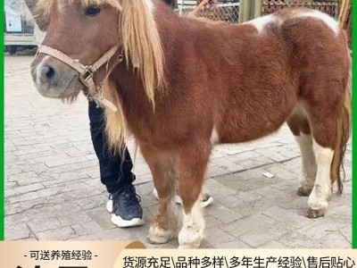 矮马活体养殖 进口设特兰小矮马 景区观赏乘骑矮马图2