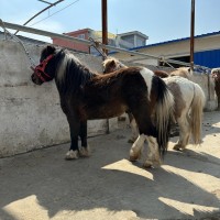 儿童宠物矮马活体矮马养殖提供技术马匹 多种骑乘马