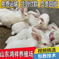 鸿祥肉兔子兔苗繁殖厂家 大量供应1-3斤的改良肉兔子苗 送货上门
