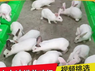 鸿祥肉兔子兔苗繁殖厂家 大量供应1-3斤的改良肉兔子苗 送货上门图4