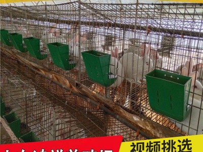 鸿祥肉兔子兔苗繁殖厂家 大量供应1-3斤的改良肉兔子苗 送货上门图3