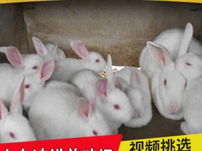 鸿祥肉兔子兔苗繁殖厂家 大量供应1-3斤的改良肉兔子苗 送货上门图2