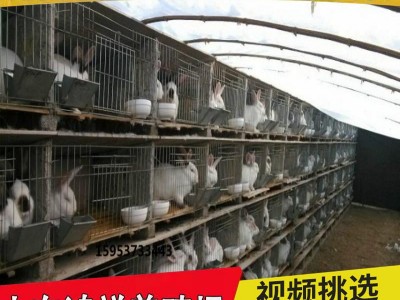 山东大量供应优质肉兔子兔苗 送货上门 新西兰肉兔子兔苗多少钱只图2