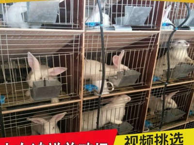 山东大量供应优质肉兔子兔苗 送货上门 新西兰肉兔子兔苗多少钱只图4
