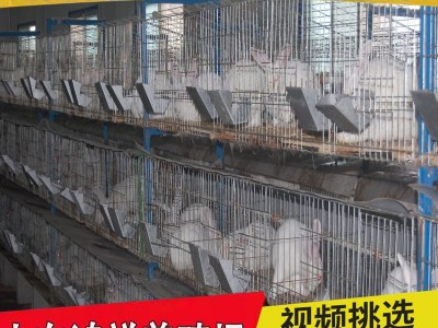 山东大量供应优质肉兔子兔苗 送货上门 新西兰肉兔子兔苗多少钱只图3