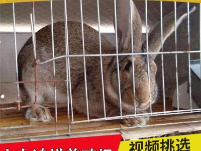 比利时兔苗大型肉兔子活体肉兔苗活体小兔子比利时杂兔苗可繁殖图4