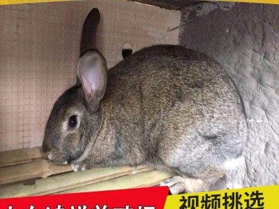 比利时兔苗大型肉兔子活体肉兔苗活体小兔子比利时杂兔苗可繁殖图3
