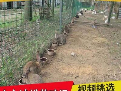 比利时兔苗大型肉兔子活体肉兔苗活体小兔子比利时杂兔苗可繁殖图2