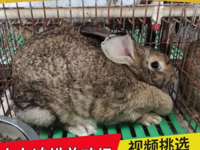 比利时种兔繁殖力怎么样 山东鸿祥长期出售高产比利时种兔 价格低图5