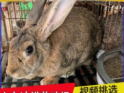 比利时种兔繁殖力怎么样 山东鸿祥长期出售高产比利时种兔 价格低图2