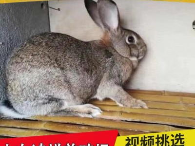 比利时种兔繁殖力怎么样 山东鸿祥长期出售高产比利时种兔 价格低图3
