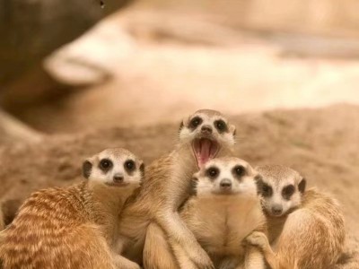 细尾獴养殖 成年细尾獴 狐獴幼崽呆萌可爱 适合景区观赏互动图2
