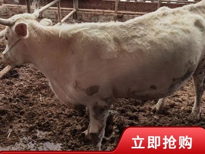 夏洛莱 牛种 广西牛哪里买夏洛莱价格 养殖场急售常年供应图2