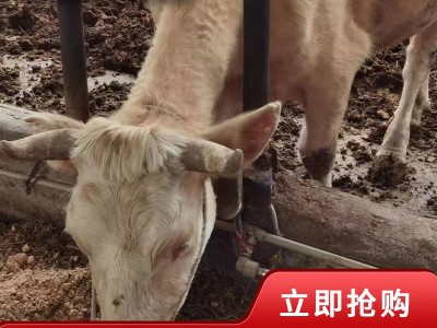 夏洛莱 牛种 广西牛哪里买夏洛莱价格 养殖场急售常年供应图5