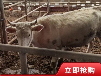夏洛莱 牛种 广西牛哪里买夏洛莱价格 养殖场急售常年供应图3
