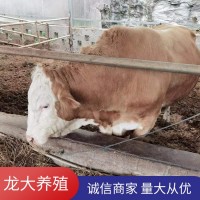 牛活体西门塔尔牛养殖场肉牛价格公牛出售货到付款