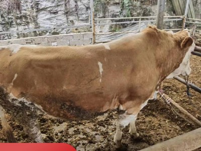 牛活体西门塔尔牛养殖场肉牛价格公牛出售货到付款图5