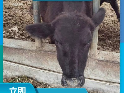 安格斯广西养肉牛 肉牛养殖成本大型牛场 安格斯多少钱图3