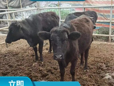 安格斯广西养肉牛 肉牛养殖成本大型牛场 安格斯多少钱图4