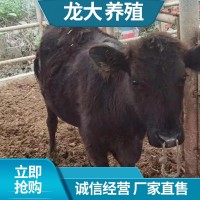 安格斯广西养肉牛 肉牛养殖成本大型牛场 安格斯多少钱