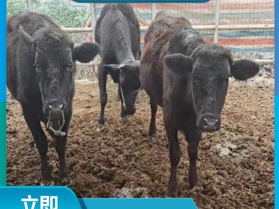 安格斯广西养肉牛 肉牛养殖成本大型牛场 安格斯多少钱图2