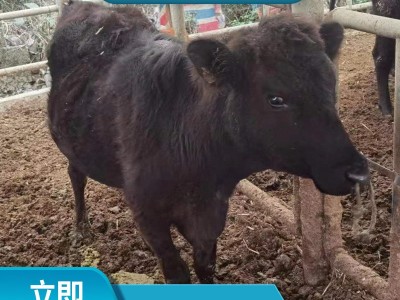 安格斯广西养肉牛 肉牛养殖成本大型牛场 安格斯多少钱图5