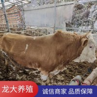 货到付款牛活体西门塔尔牛养殖场肉牛价格公牛出售广西西塔达尔