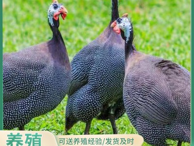 贵妃鸡苗价格脱温的活体乌黑鸡苗珍珠鸡苗价格哪里有买珍珠鸡的图3