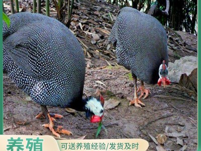 鸡苗批发/活的小鸡苗/贵妃鸡苗生态散养珍珠鸡苗芦花鸡苗小鸡活物图3