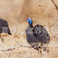 鸡苗批发/活的小鸡苗/贵妃鸡苗生态散养珍珠鸡苗芦花鸡苗小鸡活物