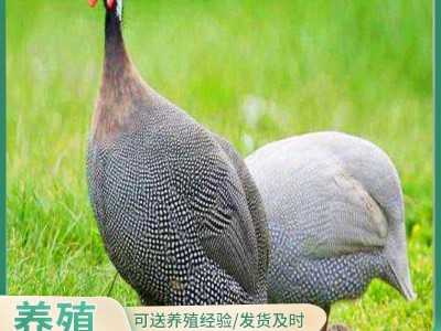 鸡苗批发/活的小鸡苗/贵妃鸡苗生态散养珍珠鸡苗芦花鸡苗小鸡活物图2