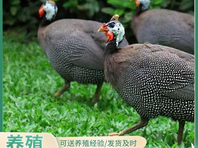 【10只起】哪里有珍珠鸡苗批发脱温青年珍珠鸡苗价格珍珠鸡苗养殖图2