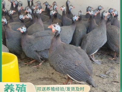 【10只起】哪里有珍珠鸡苗批发脱温青年珍珠鸡苗价格珍珠鸡苗养殖图4