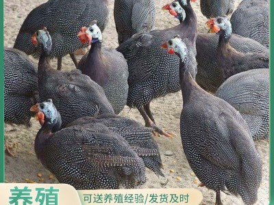 【10只起】哪里有珍珠鸡苗批发脱温青年珍珠鸡苗价格珍珠鸡苗养殖图3