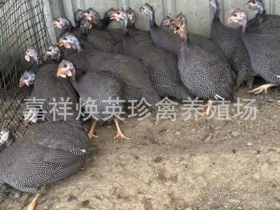 山东厂家出售珍珠鸡苗活体 散养脱温珍珠鸡苗 观赏珍珠鸡苗价格图3