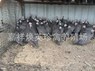 山东厂家出售珍珠鸡苗活体 散养脱温珍珠鸡苗 观赏珍珠鸡苗价格图2