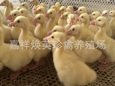 山东鹅苗批发 山东白鹅幼苗 三花白鹅 三花大种鹅苗脱温鹅苗出售图4