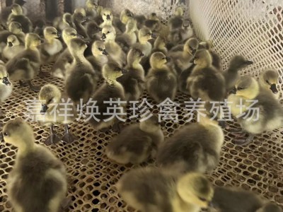 山东鹅苗批发 山东白鹅幼苗 三花白鹅 三花大种鹅苗脱温鹅苗出售图3