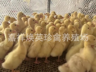 山东鹅苗批发 山东白鹅幼苗 三花白鹅 三花大种鹅苗脱温鹅苗出售图2