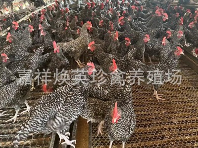 半斤芦花鸡活鸡苗纯种芦花鸡 芦花鸡小鸡仔活体鸡苗 芦花鸡青年鸡图2
