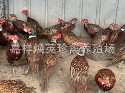 厂家供应家养七彩山鸡幼苗活体脱温半斤山鸡苗成年山鸡批发价格图2