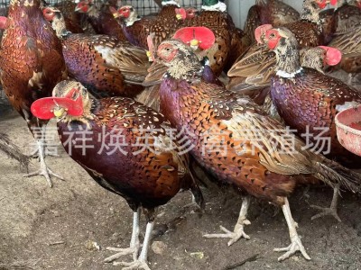 厂家供应家养七彩山鸡幼苗活体脱温半斤山鸡苗成年山鸡批发价格图3