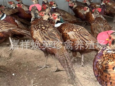 厂家供应家养七彩山鸡幼苗活体脱温半斤山鸡苗成年山鸡批发价格图4