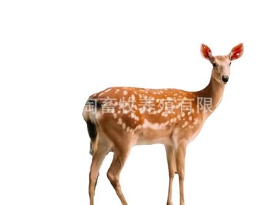 活体梅花鹿 养殖场销售成年梅花鹿 亲人梅花鹿幼崽 包邮全国图4