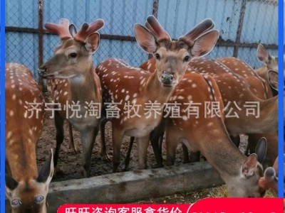 活体梅花鹿 养殖场销售成年梅花鹿 亲人梅花鹿幼崽 包邮全国图3