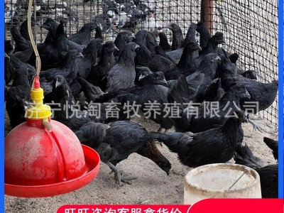 活体五黑鸡 散养青年五黑鸡 下蛋五黑鸡 脱温五黑鸡幼苗图5
